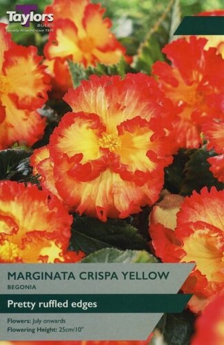 Begonia Marginata Crispa Yellow