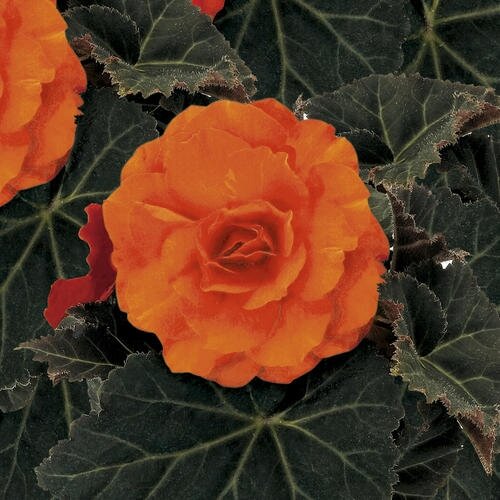 Begonia Mocca Bright Orange Jumbo Six Pack