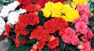 Begonia Mocca Mixed Jumbo Six Pack