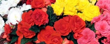 Begonia Mocca Mixed Jumbo Six Pack