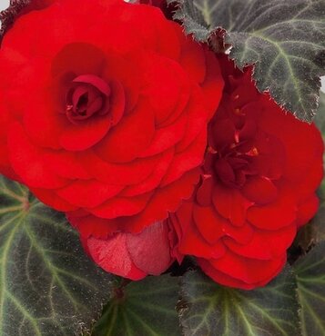 Begonia Mocca Scarlet Jumbo Six Pack