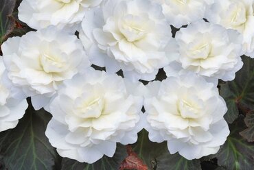 Begonia Mocca White Jumbo Six Pack