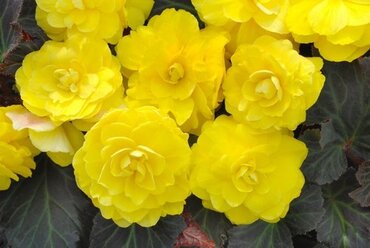 Begonia Mocca Yellow Jumbo Six Pack