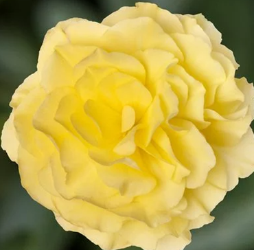 Begonia Non Limitless Lemon 1 Litre