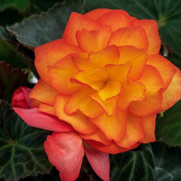 Begonia Non Stop Fire 1 Litre