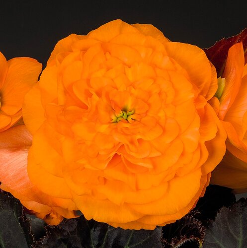 Begonia Non Stop Mocca Bright Orange 1 Litre
