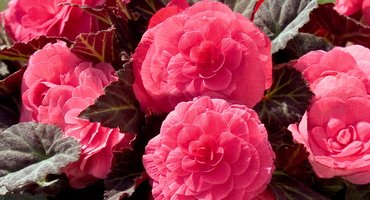 Begonia Non Stop Mocca Pink 1 Litre