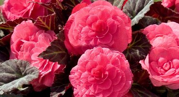 Begonia Non Stop Mocca Pink 1 Litre