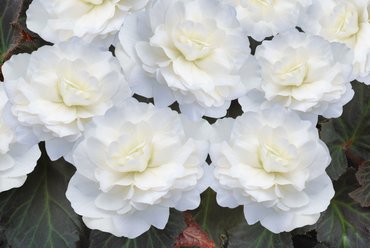 Begonia Non Stop Mocca White 1 Litre