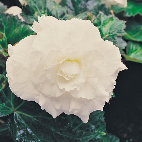 Begonia Non Stop White 1 Litre