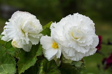 Begonia Non Stop White 1 Litre