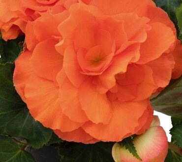 Begonia Nonstop Apricot Jumbo Six Pack