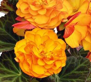 Begonia Nonstop Fire Jumbo Six Pack