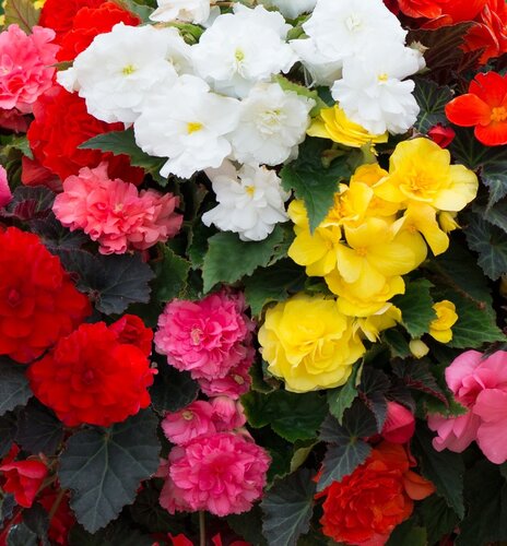 Begonia Nonstop Mix Jumbo 6 Pack