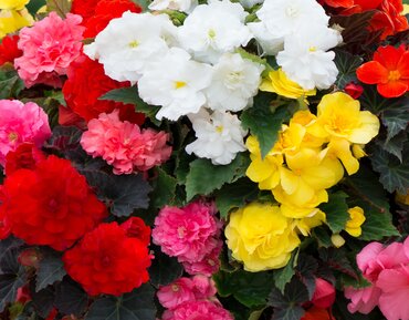 Begonia Nonstop Mixed 20 Plug Pack