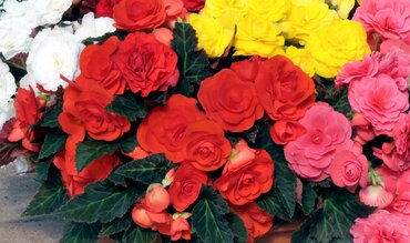 Begonia Nonstop Mocca Mix Jumbo 6 Pack