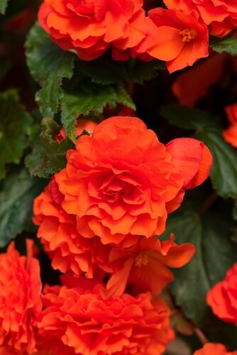 Begonia Nonstop Orange Jumbo Six Pack