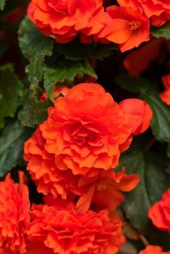 Begonia Nonstop Orange Jumbo Six Pack