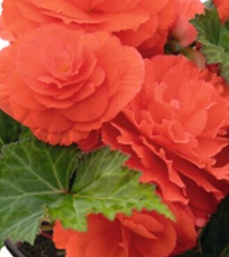 Begonia Nonstop Orange Jumbo Six Pack