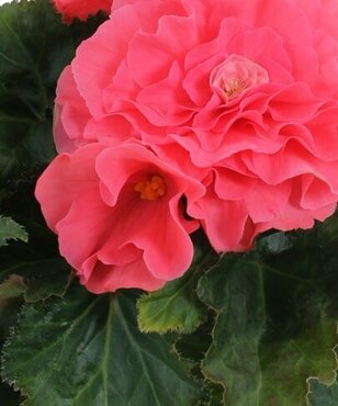 Begonia Nonstop Pink Jumbo Six Pack