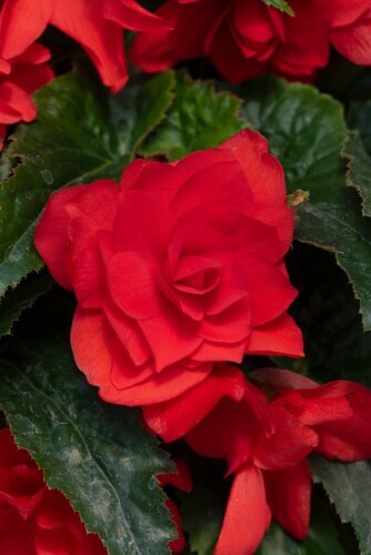 Begonia Nonstop Red Jumbo Six Pack