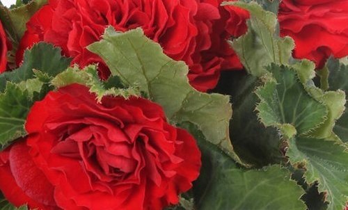 Begonia Nonstop Red Jumbo Six Pack