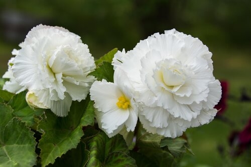 Begonia Nonstop White Jumbo Six Pack - Stewarts Garden Centre