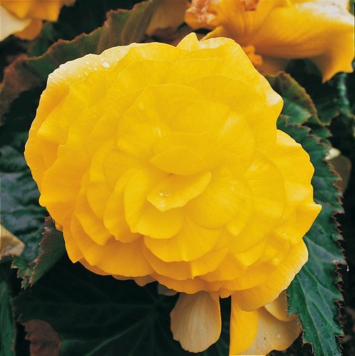Begonia Nonstop Yellow Jumbo Six Pack