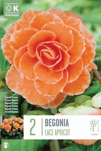 Begonia Picotee Lace Apricot