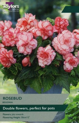 Begonia Rosebud Exotic
