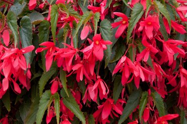 Begonia Starshine Pink Jumbo Six Pink