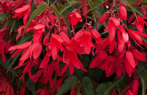 Begonia Starshine Red Jumbo Six Jumbo