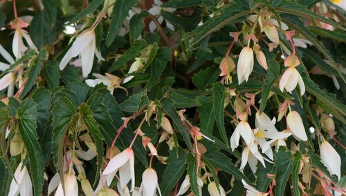 Begonia Starshine White Jumbo Six Pack