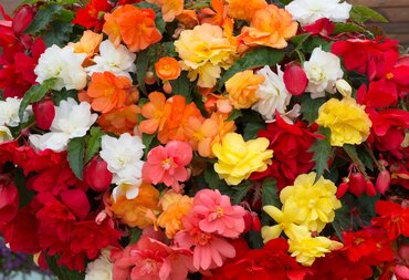 Begonia Trailing Mixed Jumbo Six Pack