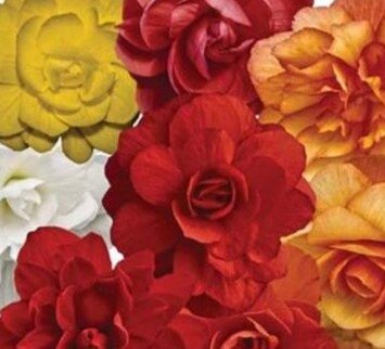 Begonia Trailing Mixed Jumbo Six Pack