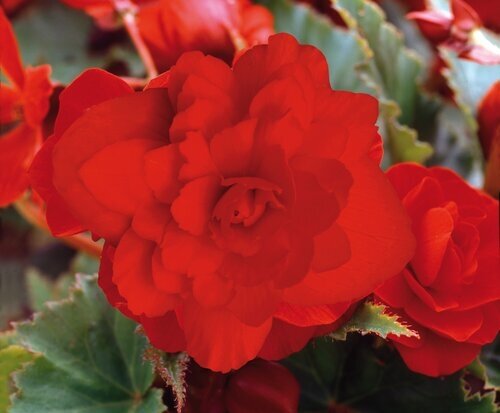 Begonia Trailing Scarlet Jumbo Six Pack