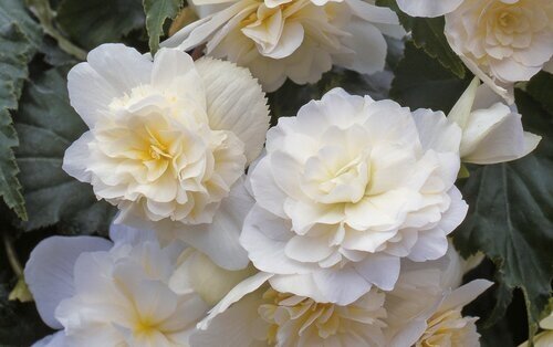 Begonia Trailing White Jumbo Six Pack