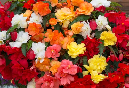 Begonia Waterfall Mixed 12cm