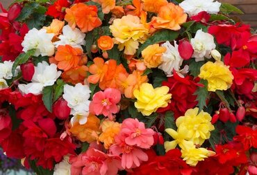 Begonia Waterfall Mixed 12cm