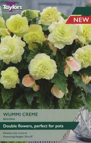 Begonia Wummi Creme