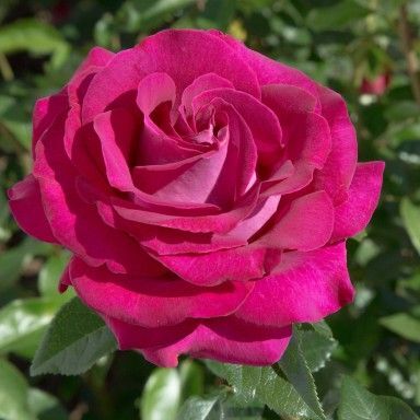 Belle Rives Bush Rose 3 Litre