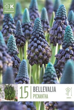 Bellevalia Pychantha (Muscari Paradoxum)