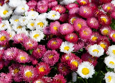 Bellis 9cm