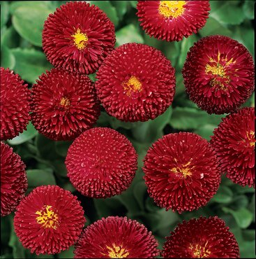Bellis Bella Daisy Red Jumbo 6 Pack