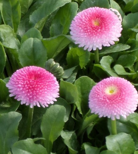 Bellis Bella Daisy Rose Jumbo 6 Pack