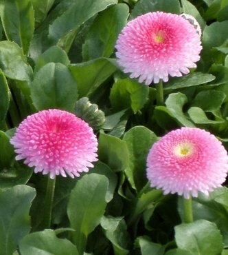 Bellis Bella Daisy Rose Jumbo 6 Pack