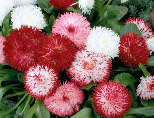 Bellis Habanera Mixed 2 Litre