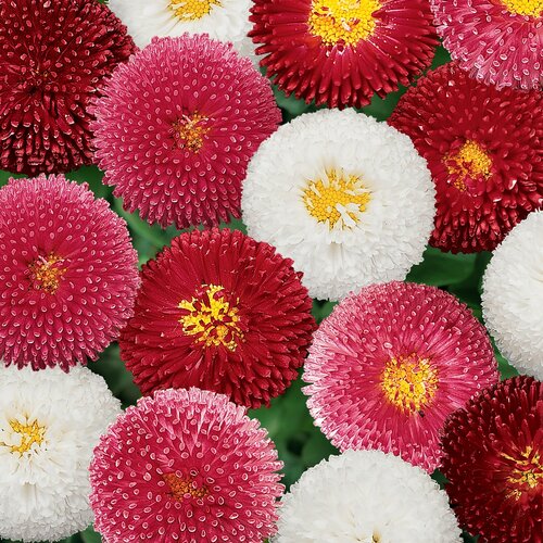 Bellis Mixed Jumbo Six Pack