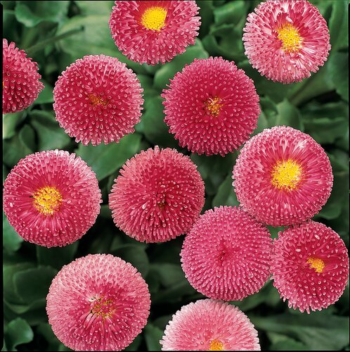 Bellis Rose Six Pack