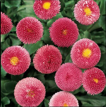 Bellis Rose Six Pack